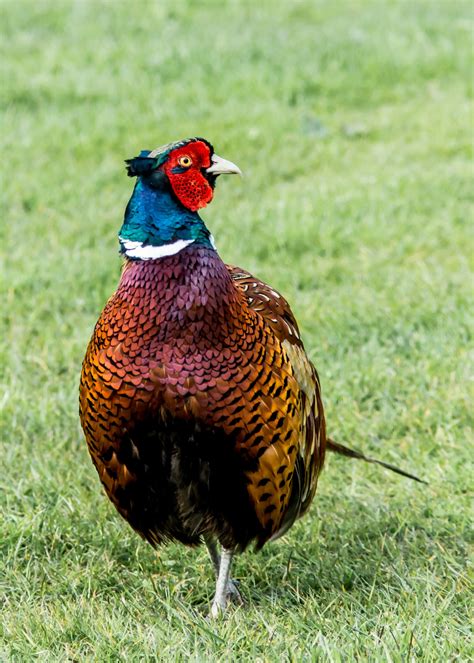 Wild Cock Pheasant Bird Free Stock Photo - Public Domain Pictures