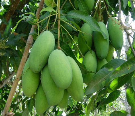 Pokok manggis tumbuh setinggi 5 meter (15 kaki). Anim Agro Technology: MANGGA - PANGKASAN