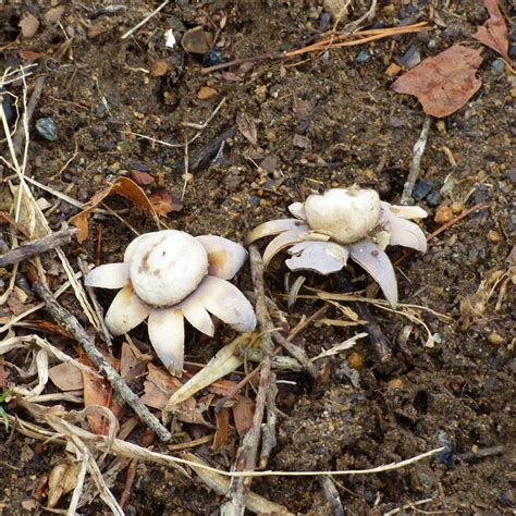 There are many legends surrounding the christmas cactus—one in particular comes out of brazil, where the plant is native. What Is Earthstar Fungus: Learn About Star Fungi In Lawns ...