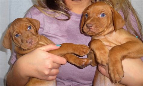 Rosie1818 any ideas of bits to add vizsla puppy feed? Riley & Ruger's Vizsla Litter Born on December 9th - White ...