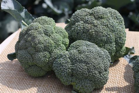 Home › broccoli › hybrid varieties. Lieutenant Broccoli (Not Treated) | Seedway