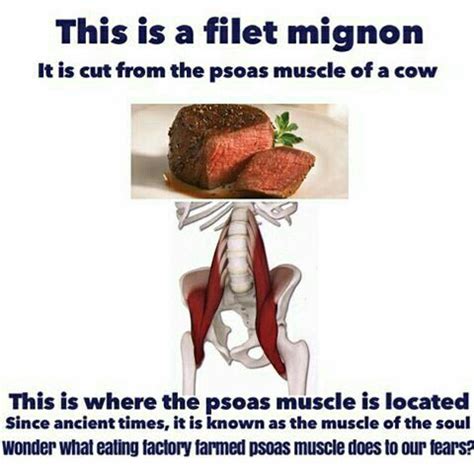 There are around 650 skeletal muscles within the typical human body. I have no scientific evidence of this concept. It straddles science & the metaphysical realm ...