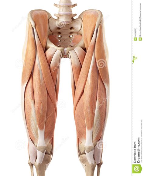 Discover the muscle anatomy of every muscle group in the human body. Upper Thigh Muscles Anatomy : Medial Compartment Of Thigh ...