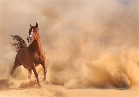 The cactus plants live in any desert area. Arabian horse running out of the Desert Storm - Valley ...