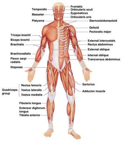 Muscles, connected to bones or internal organs and blood vessels, are in charge for movement. Diagram - Muscular System