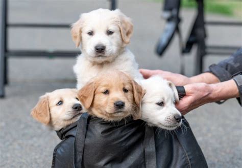 Puppies are limited akc registration, which means they are once the deposit is received you will be added to the adoption reservation list. 13 photos of the eleven Golden Retriever puppies up for ...