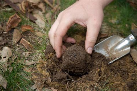 Inland to the height of land and seaward to the point where you can no longer see there are over 15 registered tribal members. Fungi expert gives tips on finding truffles on Vancouver ...