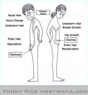 Closeup photo of a young nudist. Puberty chart | Comprehensive Education | Pinterest