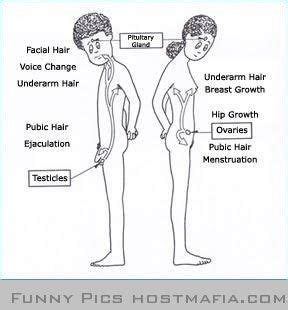 Maybe you would like to learn more about one of these? Puberty chart | Comprehensive Education | Pinterest