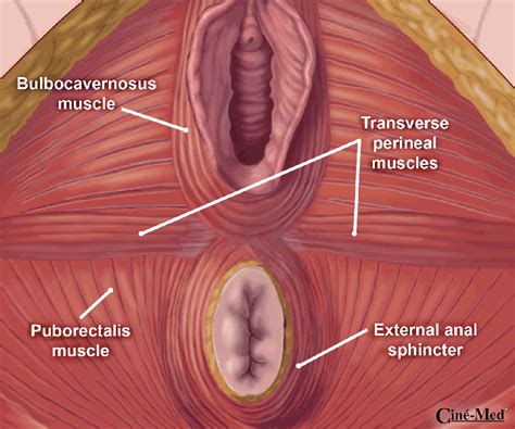 Two girls get throat fucked. Third and fourth degree lacerations after vaginal delivery ...