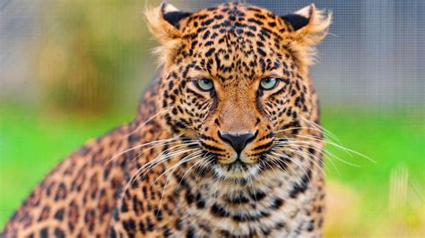 Leopard face. Live wallpapers for Android - APK Download