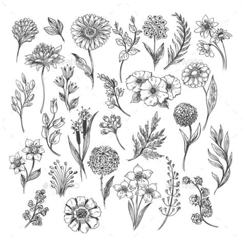 Check spelling or type a new query. Vintage Flower and Herbs Sketch | Flower sketches, Vintage ...