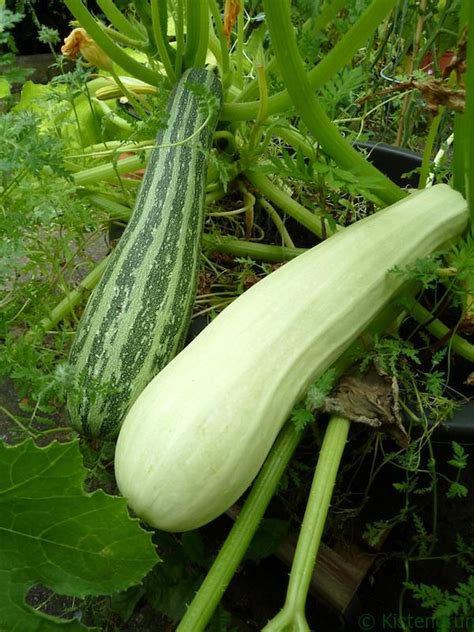 Zucchini lassen sich sehr einfach im beet anbauen und versprechen hohe erträge. 33 Top Photos Wann Sind Zucchini Reif - Reife Zucchini ...