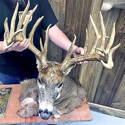 Listen to bucks man | soundcloud is an audio platform that lets you listen to what you love and share the sounds you create. Amish man fined $28,000 for poaching 26-point buck ...