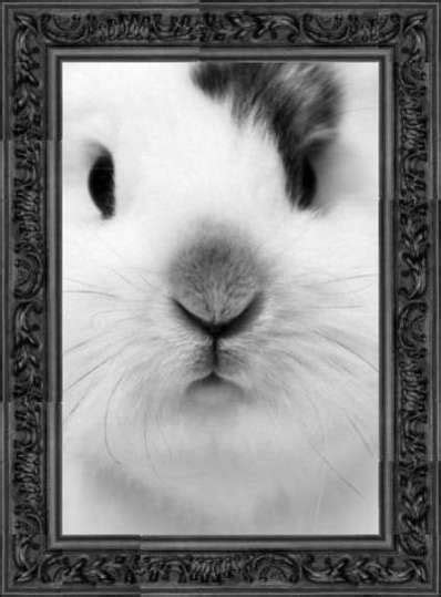Bunny with name bunny face easter baby for diy glass block shadow box. Bunny Face Pictures, Photos, and Images for Facebook ...