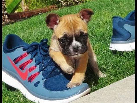Health & quality over quantity! Female French Bulldog Puppies for Sale in San Diego - AKC ...