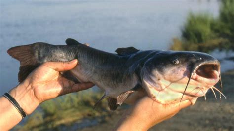 Nah berikut ini profil ikan air tawar ikan lele clarias sp ialah jenis ikan air tawar yang cukup populer. Ikan Lele Dumbo : Klasifikasi, Morfologi dan Fisiologi ...