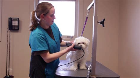 Veterinary assistant review this company Randall Road Animal Hospital - YouTube