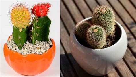 The lack of space actually gives the best blooms. Cactus Care Guide: Watering, Sunlight, Soil and More