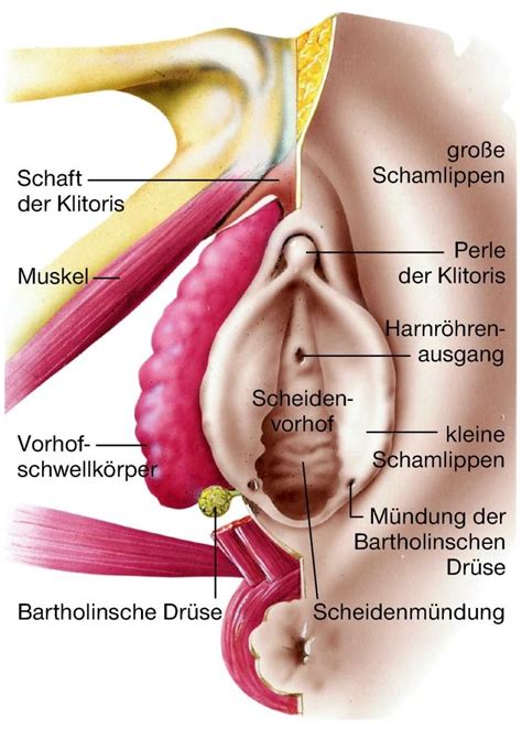 Ihr oberer rand umschließt den muttermund (portio) des gebärmutterhalses (cervix uteri, kurz zervix). Geschlechtsorgane aus dem Lexikon - wissen.de