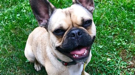 Lately iv'e been noticing a lot of people mixing our french bulldog, rocket, for a pug. French Bulldog Pug Mix: Frug Breed Information & Overview