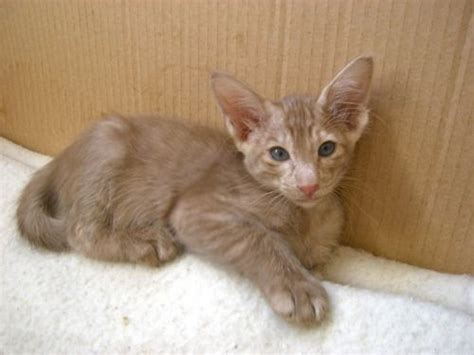 Siamese, oriental short hair, and peterbald kittens. cinnamon smoke | Cat colors, Cattery, Kitty
