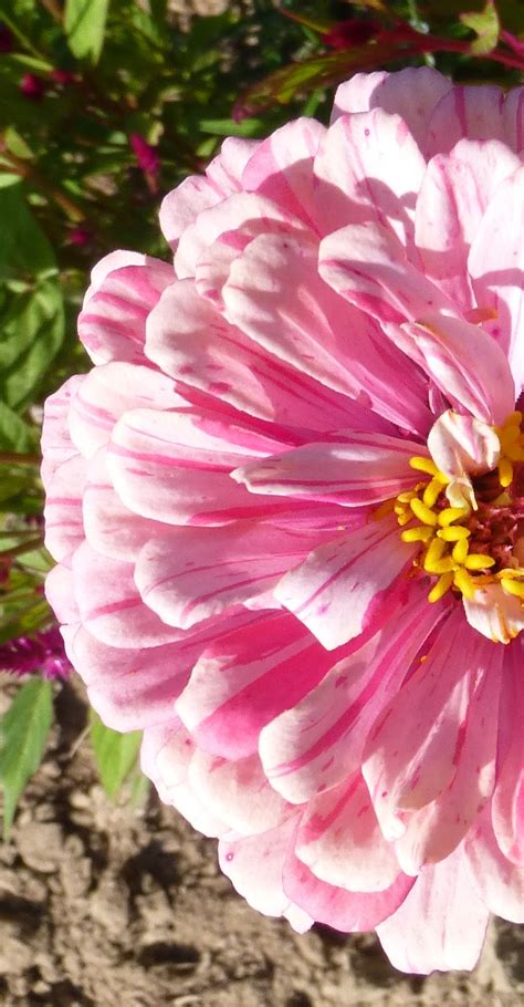 Discover beautiful & affordable flowers online. Strawberry Cream in the making. | Zinnias, Flower garden ...