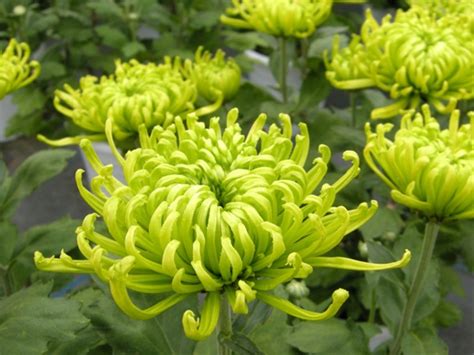 Find artificial filler flowers, like these adorable green faux flower balls that resemble allium. 15 Green Flowers that Exist | Pollen Nation