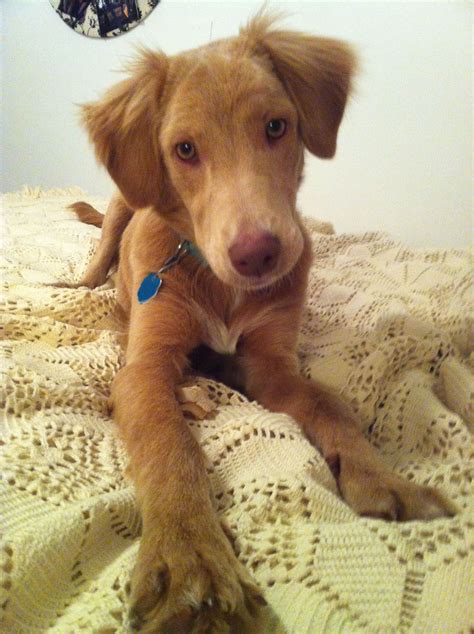 It includes th list of most famous dalmatian mix and others. My golden retriever/irish setter mix, Luke