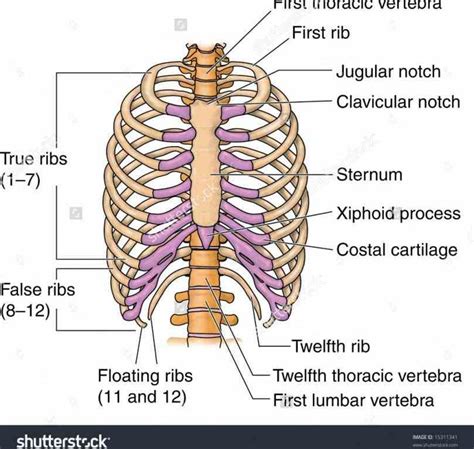 Proper anatomical name for muscles around rib cage. Rib Cage Muscles Labeled - Vector Art - Human rib cage anatomy diagram. Clipart ... / Construct ...
