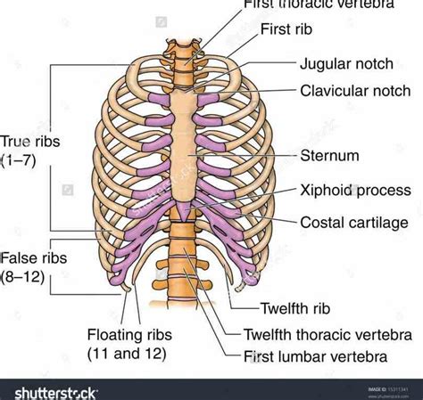 The body, or shaft, of the rib is thin, flat and curved. Rib Cage Muscles Labeled - Vector Art - Human rib cage ...