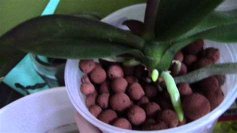 The first thing to do is make sure that the plant is in a pot the spike dying is normal. Phalaenopsis orchids IN SPIKE! - YouTube