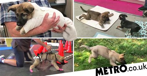 Don't waste those precious early days. Puppy with Swimmers Syndrome learns how to run and it's ...