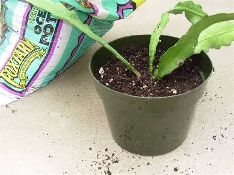 It was blooming when i bought it, but it hasn't bloomed since. The Epiphyllum Garden: Repotting into a hanging basket