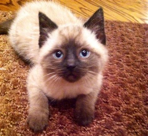 You could meet your new best friend at one of our pet adoption centers! Siamese kitten cat #siamesekittens | Cats and kittens ...