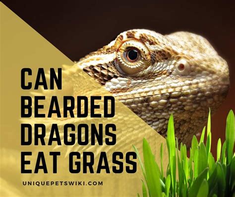 I personally have had days where i didn't know whether i was suffering from hunger pangs and should eat something, or if the pain was due to an. Can Bearded Dragons Eat Grass? Yes: TIPS to Feed Them ...