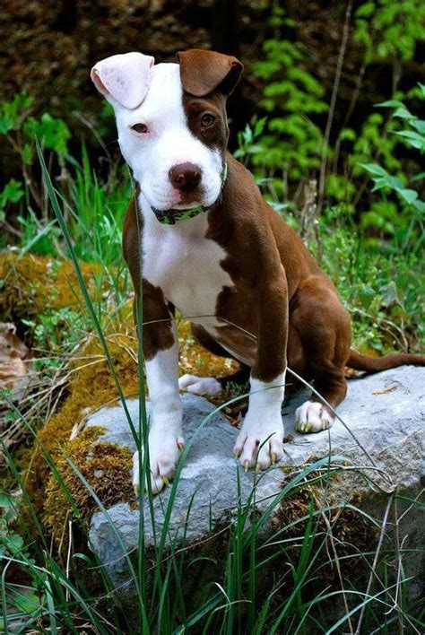 Dogs are our life companions, we take care of them and take care of them as an the puppies are adoptable after 75 days of life. Purebred Red Nose Pitbull Puppies For Sale Near Me