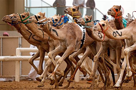 The camel's owners control the robots' whips from their. Camel Racing in UAE and Oman added to UNESCO list of ...