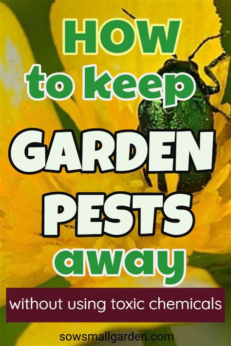Gardening can be tough for organic growers. How to Keep Bugs from Eating Plants • Sow Small Garden in ...