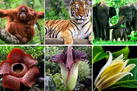 8 jenis flora di malaysia, ada yang terancam punah hampir sebagian besar atau sekitar dua per tiga wilayah negara malaysia masih berupa hutan. Pengertian Flora dan Fauna | Klasifikasi, Manfaat dan ...