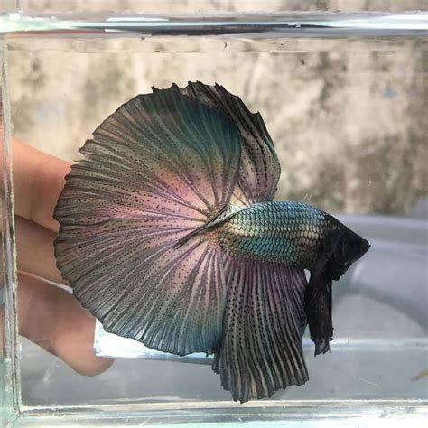 Since a single tail betta with a 180 degree tail spread is referred to as a halfmoon, it is reasoned a double tail betta has two halves or half this tail type can be found on both long fin and short finned bettas. Knowing All Types Of Betta Fish - By Tail, Pattern And ...