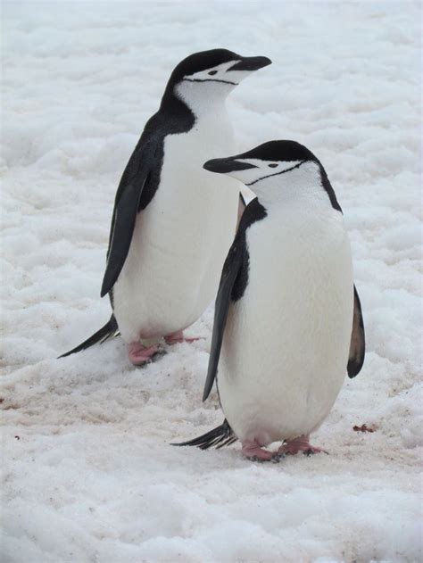 Swim penguins there are seventeen different kinds of penguins that live in the__(12) and oceans south of equator. These Chinstrap penguins can swim as far as 80 km offshore ...