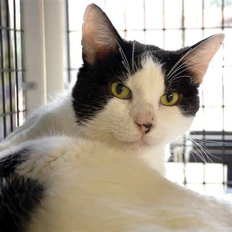 Puppies for adoption in san diego. Cat & Kittens for Adoption in San Diego | Helen Woodward ...