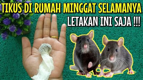 Check spelling or type a new query. GUNAKAN INI ! CARA MENGUSIR TIKUS DI RUMAH DENGAN CEPAT ...