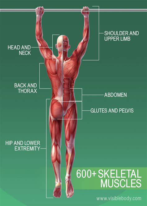 Skeletal muscles are the only voluntary muscle tissue in the human body and control every action that a person consciously performs. Muscular system | Learn Muscular Anatomy
