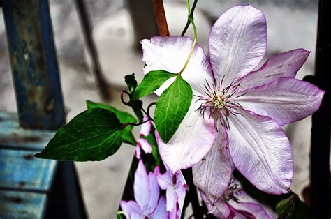 I need to know what. Torino In My eyes: Flowers Show : Clematis