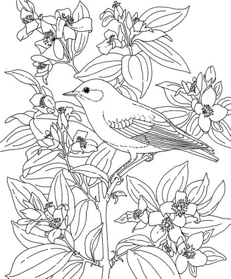 Cathedral state park (upper elem/middle) a factual reading comprehension about the trees in west virginia's ancient hemlock forest. Idaho Mountain Bluebird Coloring Page | Purple Kitty