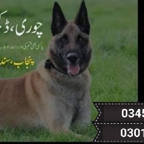 German shepherd puppy prices are all over the place. German Shepherd Puppy Price In Pakistan