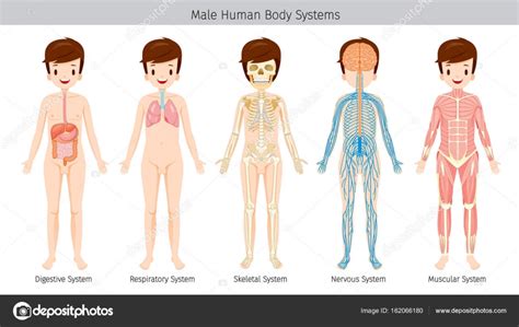 4,950 likes · 1 talking about this. Male Human Anatomy, Body Systems — Stock Vector © MatoomMi ...