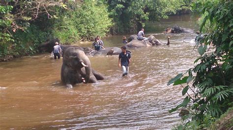 The journey to kuala gandah, lanchang, pahang from kuala lumpur by own transportation takes about 2 visitors are encouraged to use nature guide services during your visit at necc kuala gandah. LOCNATIDE: What happen in NATIONAL ELEPHANT CONSERVATION ...